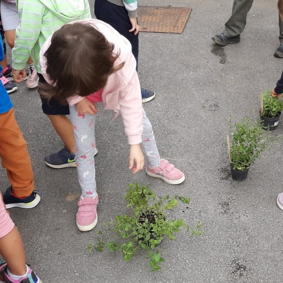 Kako majhni listki in kako dišijo